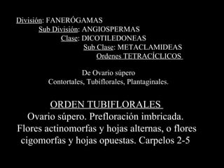 ORDEN TUBIFLORALES  Ovario súpero. Prefloración imbricada.  Flores actinomorfas y hojas alternas, o flores cigomorfas y hojas opuestas. Carpelos 2-5  División : FANERÓGAMAS Sub División : ANGIOSPERMAS Clase : DICOTILEDONEAS Sub Clase : METACLAMIDEAS   Ordenes TETRACÍCLICOS  De Ovario súpero Contortales, Tubiflorales, Plantaginales. 