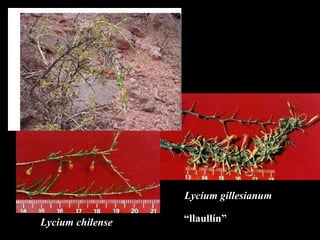 Lycium chilense Lycium gillesianum “ llaull ín” 