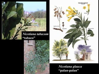 Nicotiana glauca “ palan-palan” Nicotiana tabacum “ tabaco” 