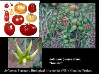 Solanum lycopersicum “ tomate” Solanum : Planetary Biological Inventories (PBI), Genome Project 