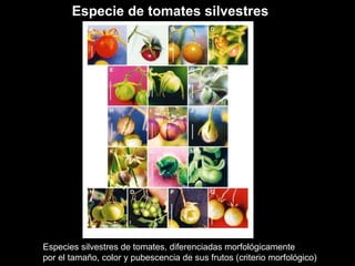 Especies silvestres de tomates, diferenciadas morfológicamente por el tamaño, color y pubescencia de sus frutos (criterio morfológico) Especie de tomates silvestres 