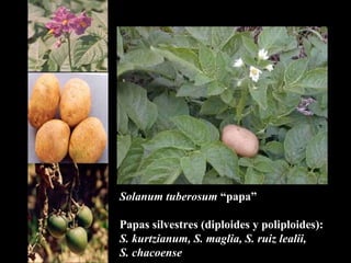 Solanum tuberosum  “papa” Papas silvestres (diploides y poliploides): S. kurtzianum, S. maglia, S. ruiz lealii,  S. chacoense 
