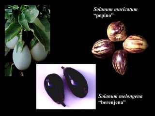 Solanum melongena “ berenjena” Solanum muricatum “ pepino” 