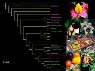 Filogenia molecular de las  Solan á ceas  Olmstead  et al., 1999 Clave Schwenkia clade Schizanthus Duckeodendron Goetzea clade Petunia clade Salpiglossis clade Browallia clade Cestrum clade Anthocercis clade Nicotiana Hyoscyamus clade Jaborosa Lycium clade Nolana Nicandra clade Datura clade Solanum clade Solandra clade Mandragora Capsicum clade Salpichroa clade Withania clade Iochroma clade Physalis clade 