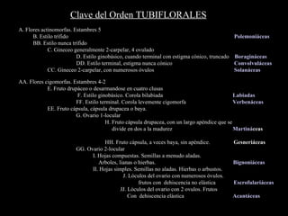 A. Flores actinomorfas. Estambres 5 B. Estilo tr í fido    Polemoni á ceas BB. Estilo nunca tr í fido C. Gineceo generalmente 2-carpelar, 4 ovulado   D. Estilo ginob á sico, cuando terminal con estigma c ónico, truncado  Boragináceas   DD. Estilo terminal, estigma nunca  c ónico   Convolvuláceas CC. Gineceo 2-carpelar, con numerosos óvulos   Solanáceas AA. Flores cigomorfas. Estambres 4-2 E. Fruto drup á ceo o desarmandose en cuatro clusas   F. Estilo ginob á sico. Corola bilabiada    Labiadas FF. Estilo terminal. Corola levemente cigomorfa    Verben á ceas EE. Fruto c á psula, c á psula drupacea o baya. G. Ovario 1-locular   H. Fruto c á psula drupacea, con un largo ap é ndice que se      divide en dos a la madurez      Martin á ceas   HH. Fruto c á psula, a veces baya, sin ap é ndice.  Gesneri á ceas GG. Ovario 2-locular     I. Hojas compuestas. Semillas a menudo aladas.    Arboles, lianas o hierbas.    Bignoni á ceas     II. Hojas simples. Semillas no aladas. Hierbas o arbustos.   J. L ó culos del ovario con numerosos  ó vulos.  frutos con  dehiscencia no el á stica  Escrofulari á ceas   JJ. L ó culos del ovario con 2 ovulos. Frutos  Con  dehiscencia el á stica  Acant á ceas Clave del Orden TUBIFLORALES  