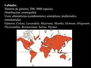 Labiadas Número de géneros: 200, 3000 especies  Distribución: cosmopolita Usos: alimenticias (condimentos), aromáticas, medicinales, ornamentales Géneros:  Coleus, Lavandula, Mejorana, Mentha, Ocimum, Origanum, Plectranthus, Rosmarinum, Salvia, Thymus  