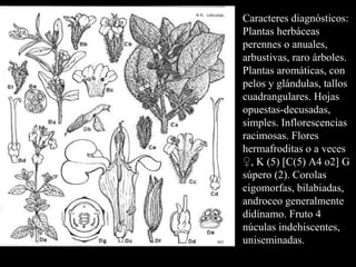Caracteres diagnósticos: Plantas herbáceas perennes o anuales, arbustivas, raro árboles. Plantas aromáticas, con pelos y glándulas, tallos cuadrangulares. Hojas opuestas-decusadas, simples. Inflorescencias racimosas. Flores hermafroditas o a veces ♀, K (5) [C(5) A4 o2] G súpero (2). Corolas cigomorfas, bilabiadas, androceo generalmente didínamo. Fruto 4 núculas indehiscentes, uniseminadas. 