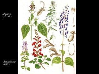 Stachys sylvatica Scutellaria indica Salvia Coleus freederici Teucrium fruticans 