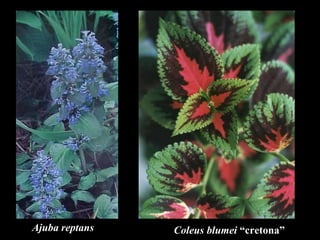 Ajuba reptans Coleus blumei  “cretona” 