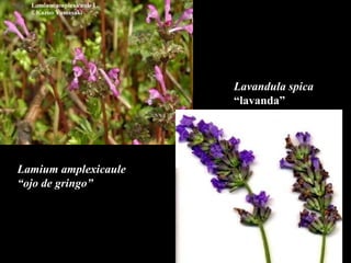 Lamium amplexicaule  “ ojo de gringo” Lavandula spica  “ lavanda” 