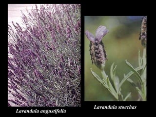 Lavandula angustifolia Lavandula stoechas 