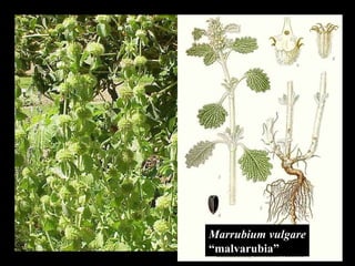 Marrubium vulgare “ malvarubia” 