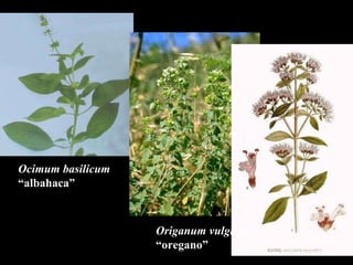 Origanum vulgaris “ oregano” Ocimum basilicum   “ albahaca” 