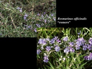 Rosmarinus officinalis “ romero” 