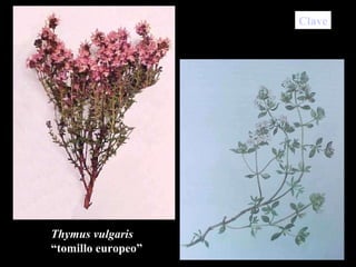 Thymus vulgaris “ tomillo europeo” Clave 