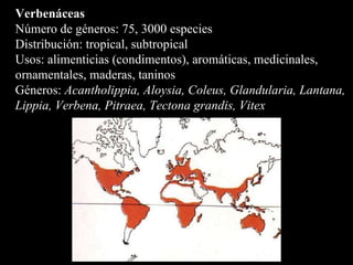 Verbenáceas Número de géneros: 75, 3000 especies  Distribución: tropical, subtropical Usos: alimenticias (condimentos), aromáticas, medicinales, ornamentales, maderas, taninos Géneros:  Acantholippia, Aloysia, Coleus, Glandularia, Lantana, Lippia, Verbena, Pitraea, Tectona grandis, Vitex   