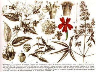 Vitex agnus-castus Verbena chamaedrifolia Clerodendron thomsoniae 