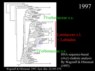 Wagstaff & Olmstead. 1997. Syst. Bot. 22:165-179. Lamiaceae s.l. = Labiadas Verbenaceae s.s. Verbenaceae s.s. 1997 DNA sequence-based ( rbcL ) cladistic analysis  By Wagstaff & Olmstead (1997) 