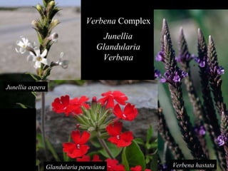 Verbena hastata Junellia aspera Glandularia peruviana Verbena  Complex Junellia Glandularia Verbena 