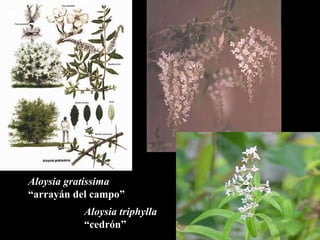 Aloysia gratissima “ array án del campo” Aloysia triphylla “ cedr ón” 