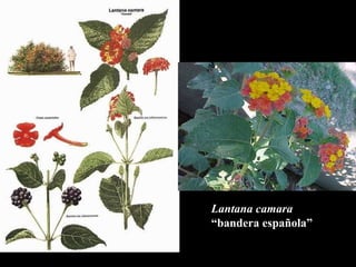 Lantana camara “ bandera espa ñola” 