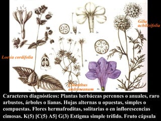 Caracteres diagnósticos: Plantas herbáceas perennes o anuales, raro arbustos, árboles o lianas. Hojas alternas u opuestas, simples o compuestas. Flores hermafroditas, solitarias o en inflorescencias cimosas. K(5) [C(5) A5] G(3) Estigma simple trífido. Fruto cápsula   Loesia   cordifolia Linanthus androseanum Phox paniculata Gilia   achilleifolia 