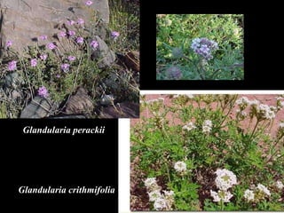 Glandularia crithmifolia Glandularia perackii 