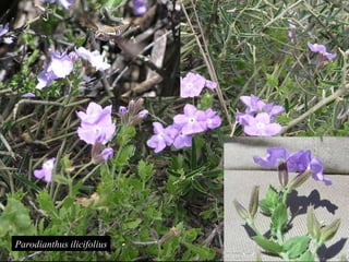 Parodianthus ilicifolius 