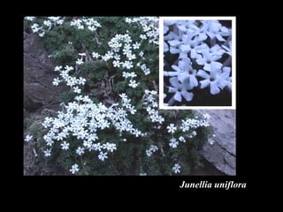 Junellia uniflora 