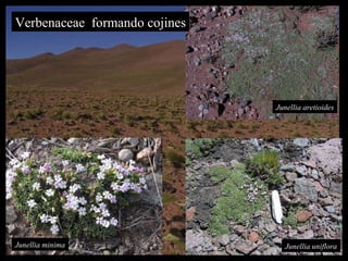 Junellia uniflora Junellia minima Verbenaceae  formando cojines Junellia aretioides 