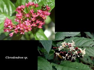 Clerodendron sp. 