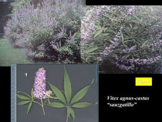 Vitex agnus-castus “ sauzgatillo” Clave 