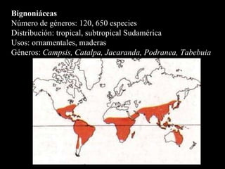 Bignoniáceas Número de géneros: 120, 650 especies  Distribución: tropical, subtropical Sudamérica Usos: ornamentales, maderas Géneros:  Campsis, Catalpa, Jacaranda, Podranea, Tabebuia   