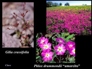 Gilia crassifolia Phlox drummondii  “amorcito” Clave 