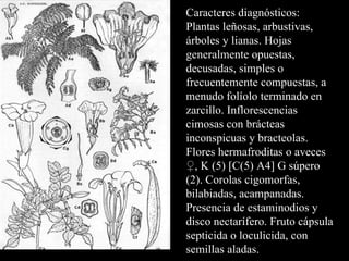 Caracteres diagnósticos: Plantas leñosas, arbustivas, árboles y lianas. Hojas generalmente opuestas, decusadas, simples o frecuentemente compuestas, a menudo folíolo terminado en zarcillo. Inflorescencias cimosas con brácteas inconspicuas y bracteolas. Flores hermafroditas o aveces ♀, K (5) [C(5) A4] G súpero (2). Corolas cigomorfas, bilabiadas, acampanadas. Presencia de estaminodios y disco nectarífero. Fruto cápsula septicida o loculicida, con semillas aladas. 