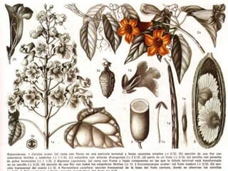 Catalpa ovata Bignonia capreolata 