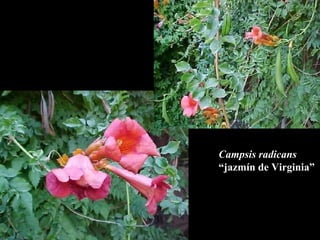 Campsis radicans “ jazm ín de Virginia” 