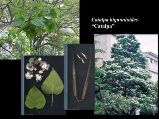 Catalpa bignonioides “ Catalpa” 