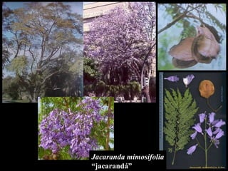 Jacaranda mimosifolia “ jacarand á” 