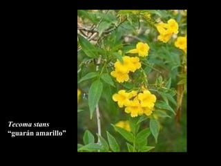 Tecoma stans “ guar án amarillo” 