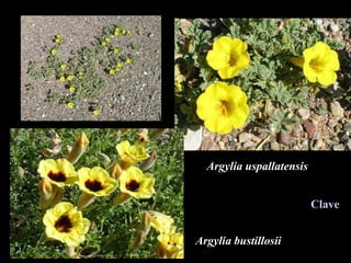 Argylia uspallatensis Argylia bustillosii Clave 