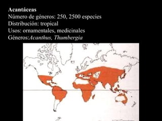 Acantáceas Número de géneros: 250, 2500 especies  Distribución: tropical Usos: ornamentales, medicinales Géneros: Acanthus, Thumbergia 