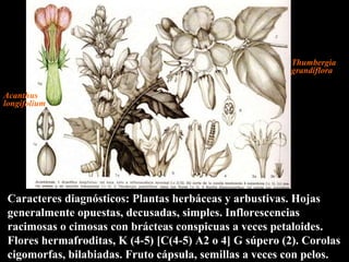 Caracteres diagnósticos: Plantas herbáceas y arbustivas. Hojas generalmente opuestas, decusadas, simples. Inflorescencias racimosas o cimosas con brácteas conspicuas a veces petaloides. Flores hermafroditas, K (4-5) [C(4-5) A2 o 4] G súpero (2). Corolas cigomorfas, bilabiadas. Fruto cápsula, semillas a veces con pelos. Acanthus  longifolium Thumbergia grandiflora 