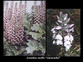 Acanthus mollis  “cucaracha” 