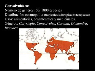 Convolvuláceas Número de géneros: 50/ 1800 especies Distribución: cosmopolita  (tropicales/subtropicales/templadas) Usos: alimenticias, ornamentales y medicinales Géneros:  Calystegia ,  Convolvulus ,  Cuscuta ,  Dichondra ,  Ipomoea 
