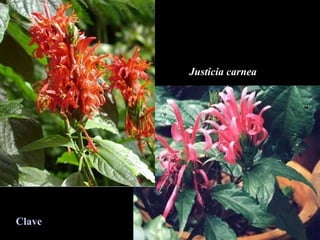 Justicia carnea Clave 