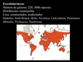 Escrofulariáceas Número de géneros: 220, 3000 especies  Distribución: cosmopolita Usos: ornamentales, medicinales Géneros:  Antirrhinum, Hebe, Veronica, Calceolaria, Penstemos, Mimulus, Verbascus, Paulownia   