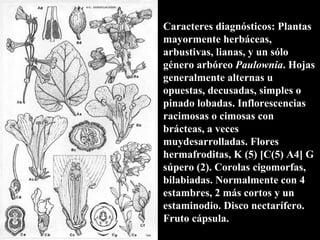 Caracteres diagnósticos: Plantas mayormente herbáceas, arbustivas, lianas, y un sólo género arbóreo  Paulownia . Hojas generalmente alternas u opuestas, decusadas, simples o pinado lobadas. Inflorescencias racimosas o cimosas con brácteas, a veces muydesarrolladas. Flores hermafroditas, K (5) [C(5) A4] G súpero (2). Corolas cigomorfas, bilabiadas. Normalmente con 4 estambres, 2 más cortos y un estaminodio. Disco nectarífero. Fruto cápsula. 