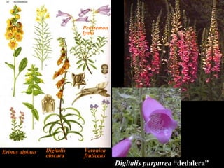 Digitalis purpurea  “dedalera” Penstemon lyalii Digitalis obscura Veronica fruticans Erinus alpinus  Verbascum Linaria 