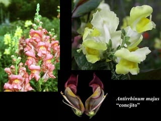 Antirrhinum majus “ conejito” 